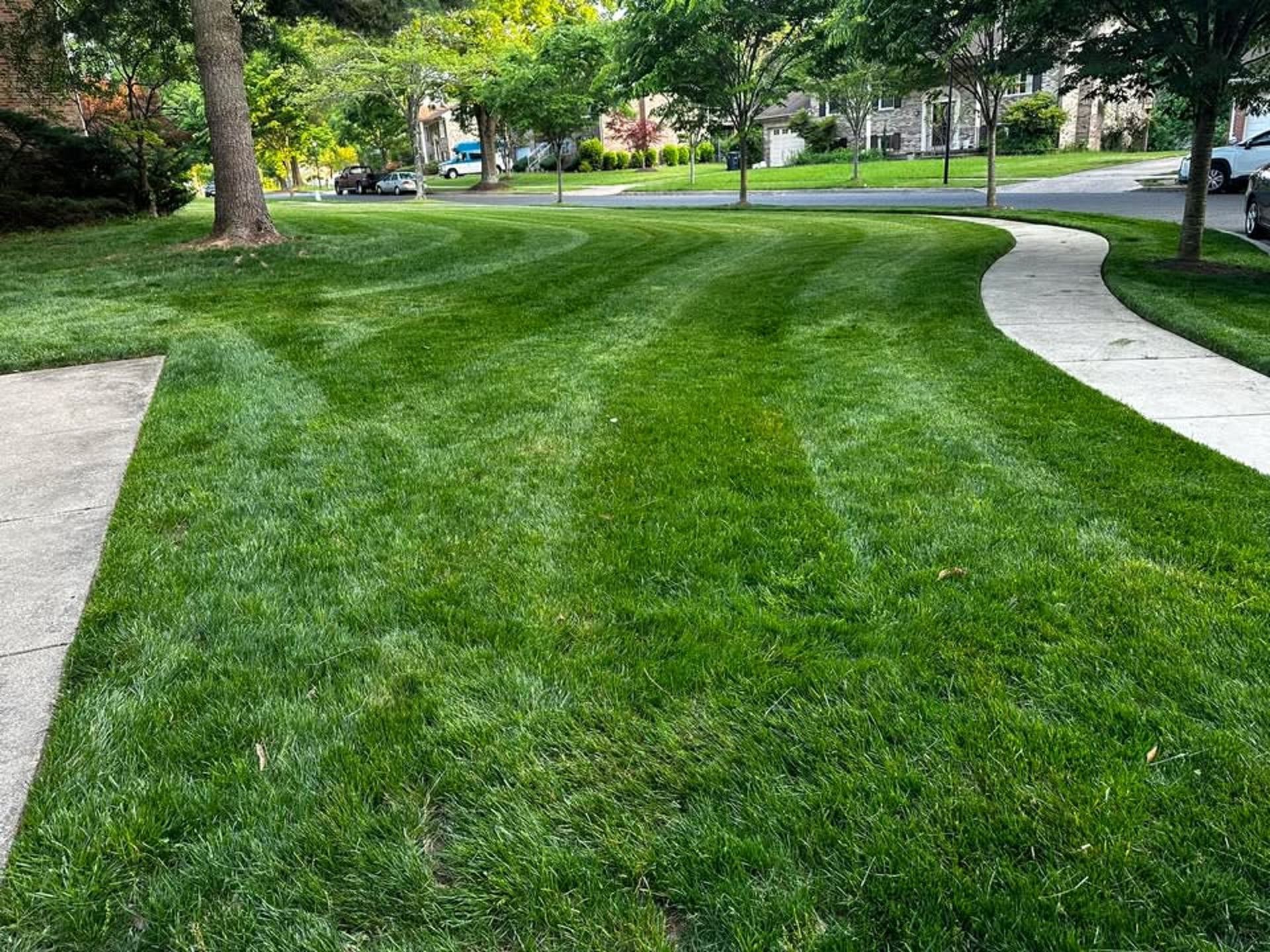 A lush green residential lawn featuring neat, curved stripes from a recent mowing, bordered by concrete walkways.