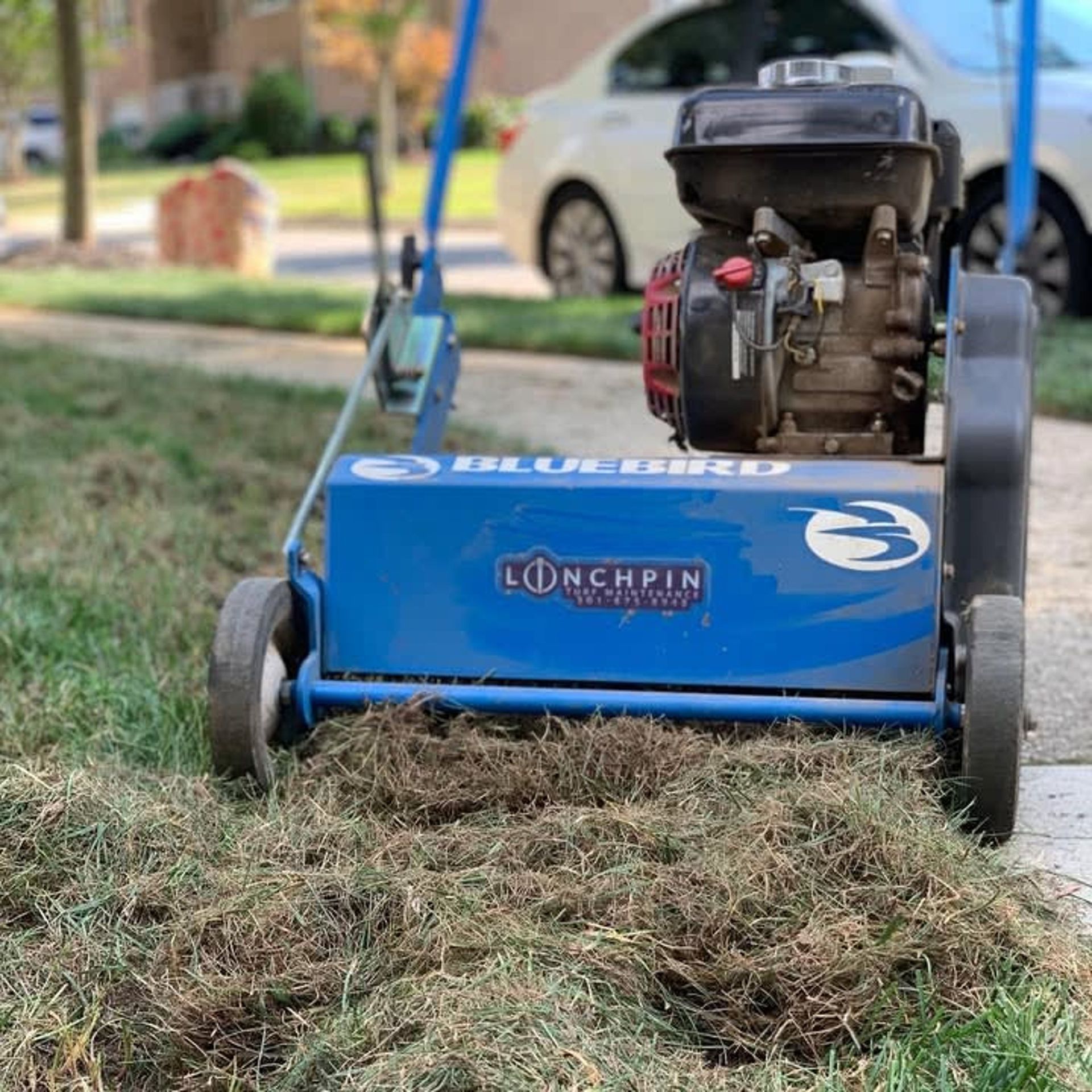 A blue Bluebird power rake sitting on a lawn, with piles of thatch and debris collected in front of it.