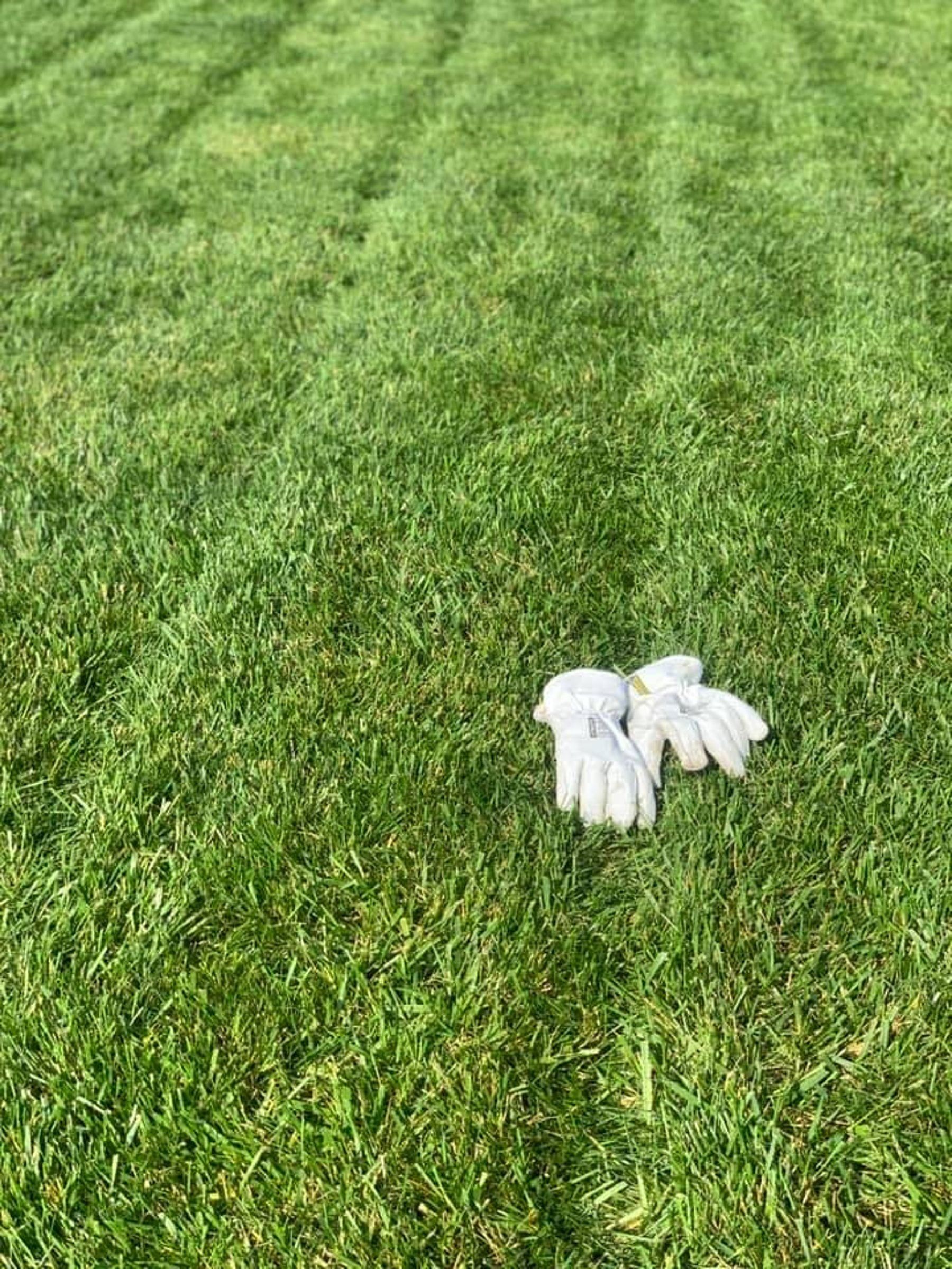 A pair of white gardening gloves lying on a freshly mown green lawn.