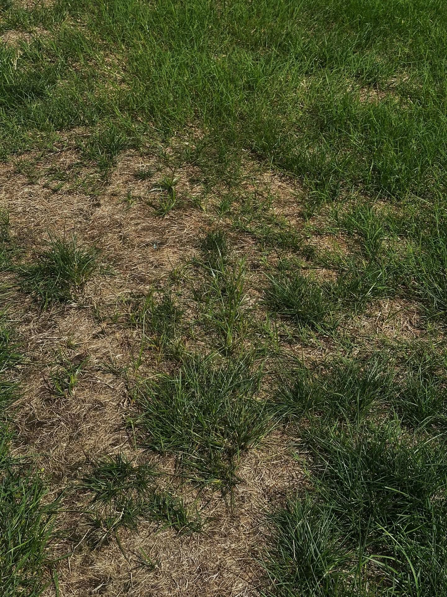 A patch of dry, brown, thinning grass surrounded by green, healthy lawn.