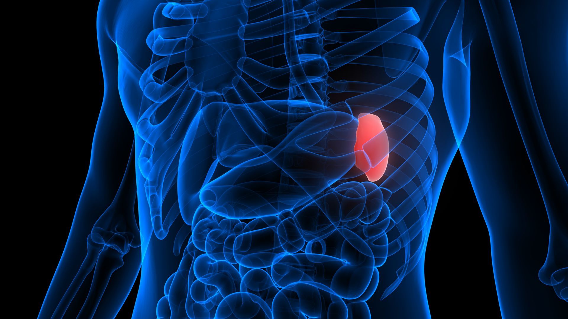 A paper cut craft human kidney internal anatomy on beige background.