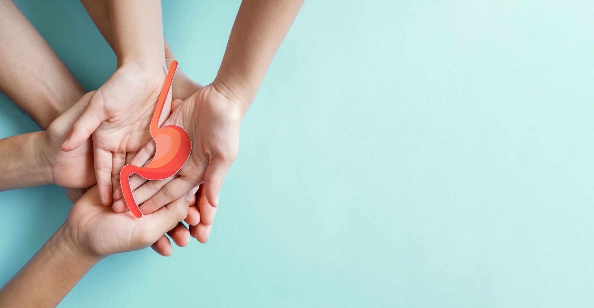 A group of people are holding a model of an stomach in their hands.