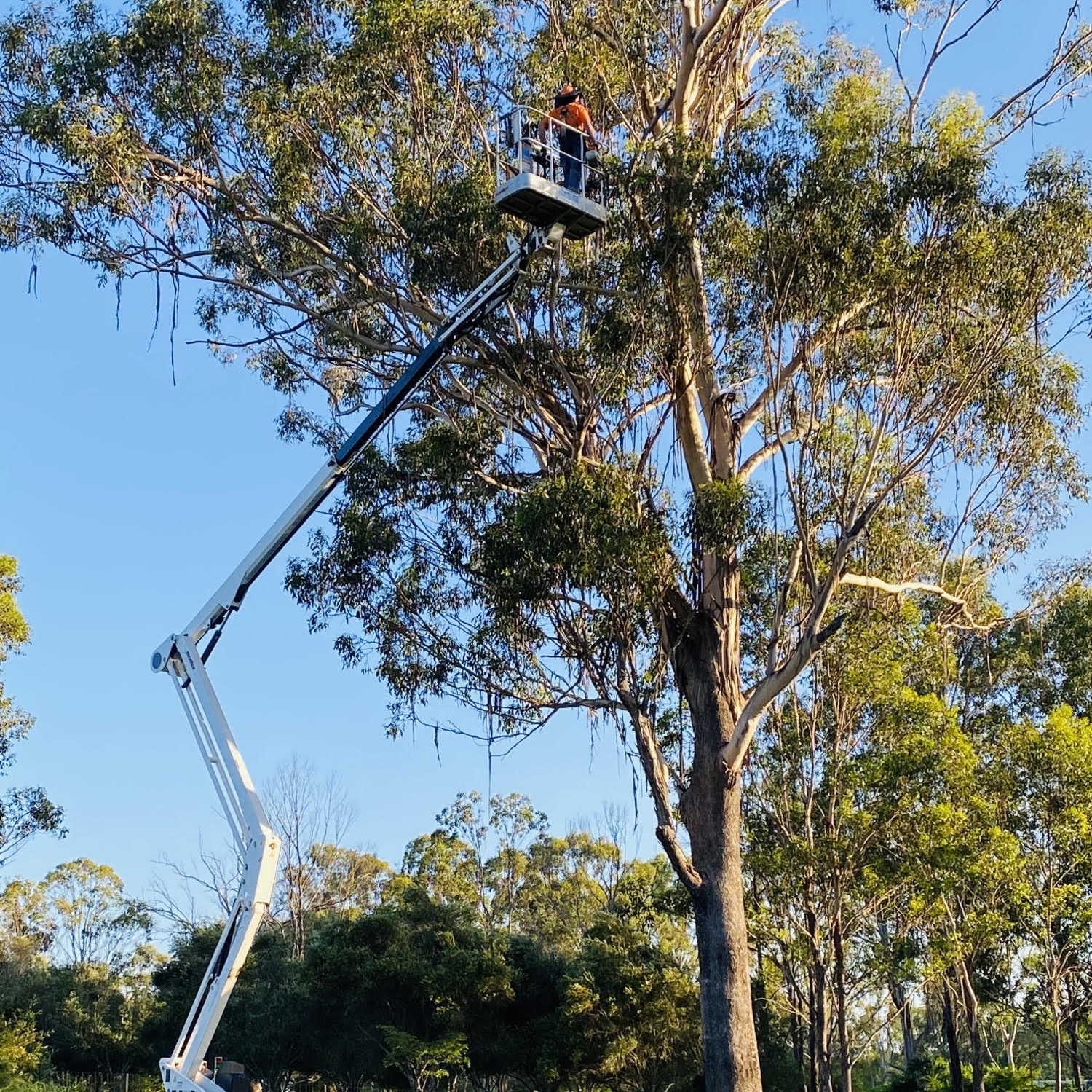 Tree Trimming —Tree Removal in South Burnett, QLD
