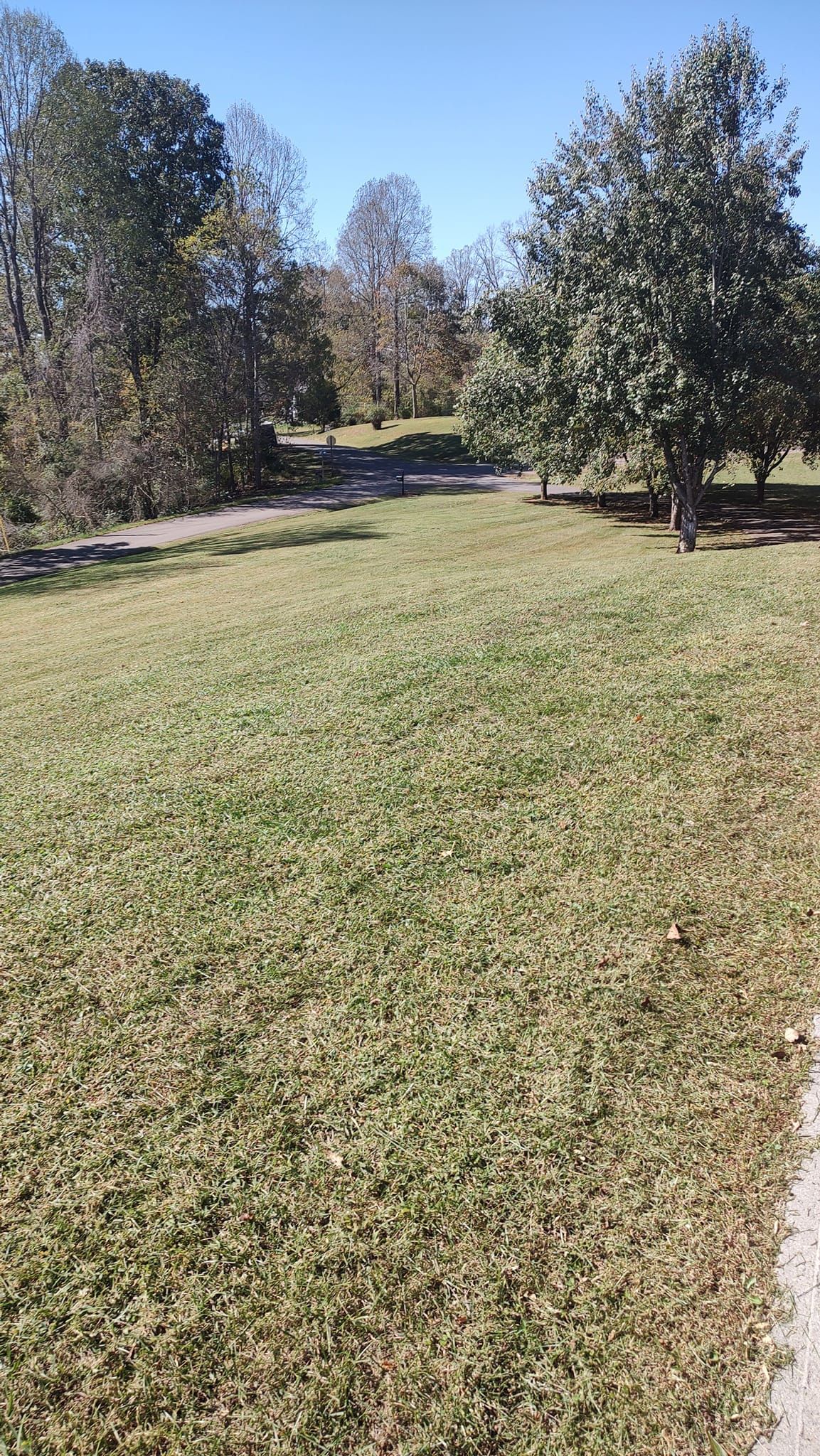 Grassy park path lined with tall trees under a clear blue sky