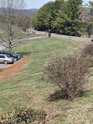 Grassy slope with parked cars, bushes, and a road lined with trees under a clear sky