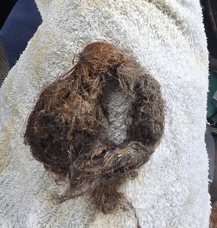 Close-up of a small brown, matted animal tail or fur clump on a white towel