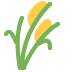 Corn stalks with yellow corn cobs and green leaves.