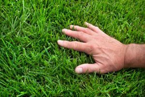 Hand touching a patch of green grass.