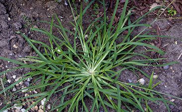 Green crabgrass plant growing in dark soil.