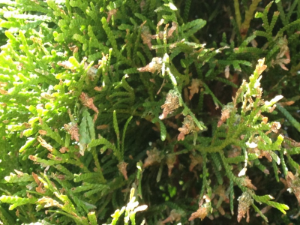 Close-up of green arborvitae foliage with some brown, dead tips.