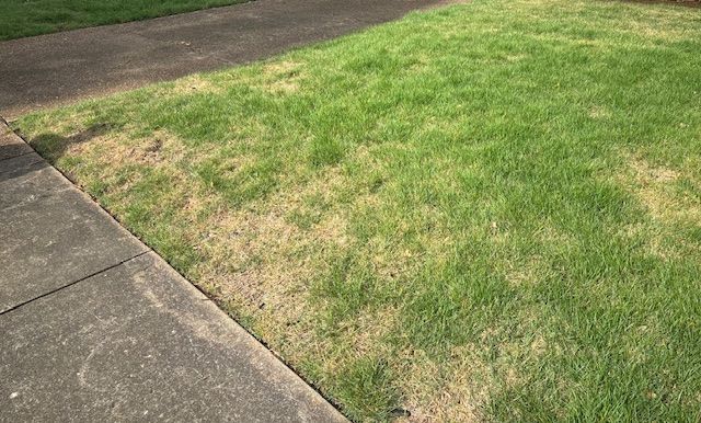 Sidewalk beside a patchy green lawn with brown dry spots.