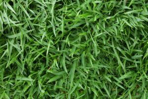 Green, dense blades of grass, filling the frame.