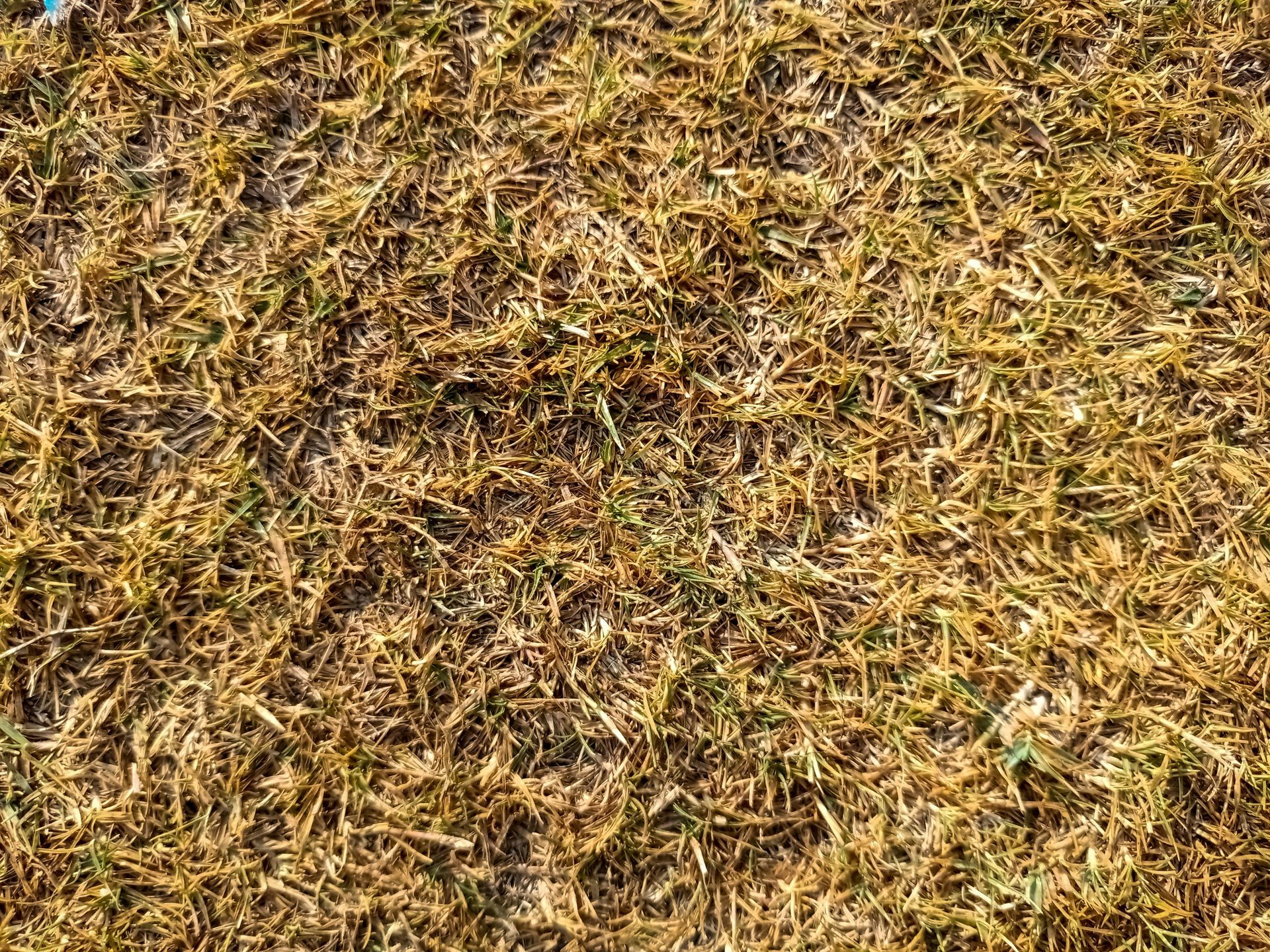 Dry, brown grass covering the ground, with some green showing through.