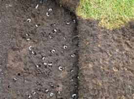 Grub worms in dirt and grass, damaging lawn.