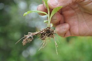 Hand holding a small plant with visible roots and green leaves.