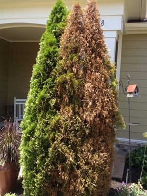Evergreen tree, half brown and half green, next to a healthy green one.