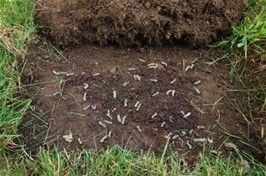 Soil sample with numerous white, grub-like worms, in green grass.