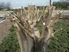 Shrub heavily pruned, leaving many bare, cut branches. Green foliage at base, outdoors.
