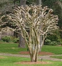 Bare crape myrtle tree with twisting branches against a grassy lawn and blurred background.