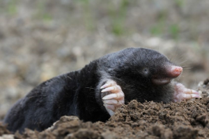 A black mole emerges from soil, displaying large claws and pink nose.
