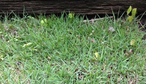 Green grass with small sprouts growing along a wooden edge.