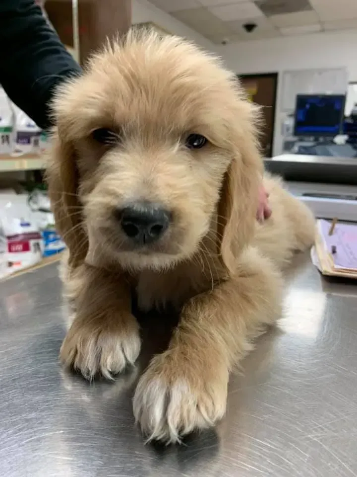 Golden puppy on a metal table in a clinic, looking at the camera. Golden puppy on a metal table in a clinic, looking at the camera.