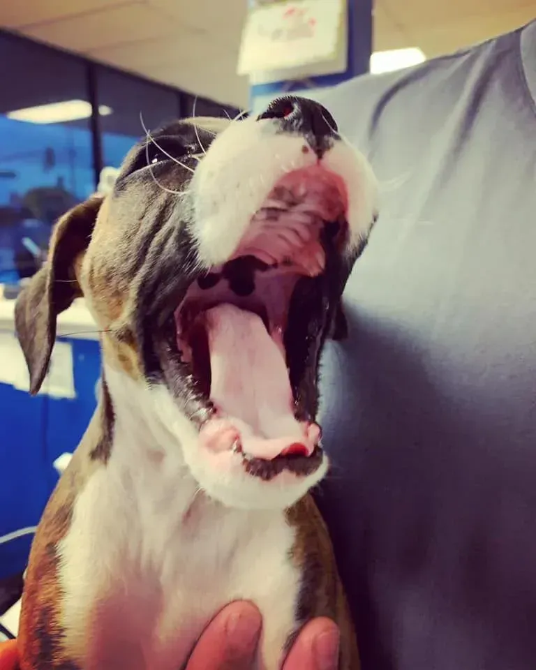 Yawning puppy with black, white, and brown fur, close-up indoors, mouth wide open. Yawning puppy with black, white, and brown fur, close-up indoors, mouth wide open.