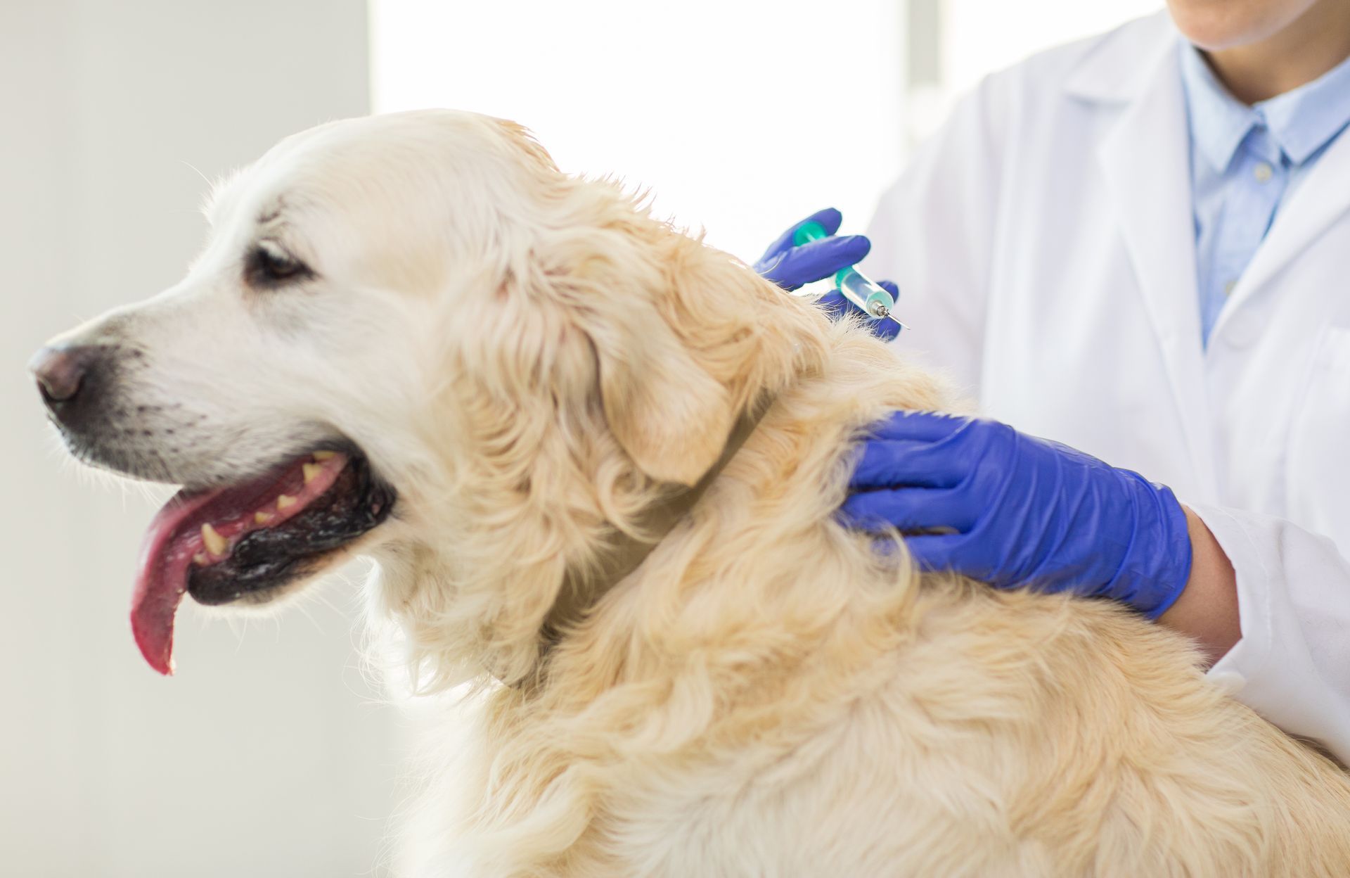 Veterinarian in blue gloves examining a cream-colored dog on a clinic table