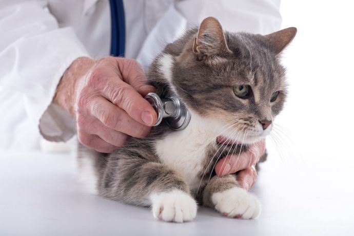 Veterinarian examining a gray-and-white cat in a clinic Veterinarian examining a gray-and-white cat in a clinic