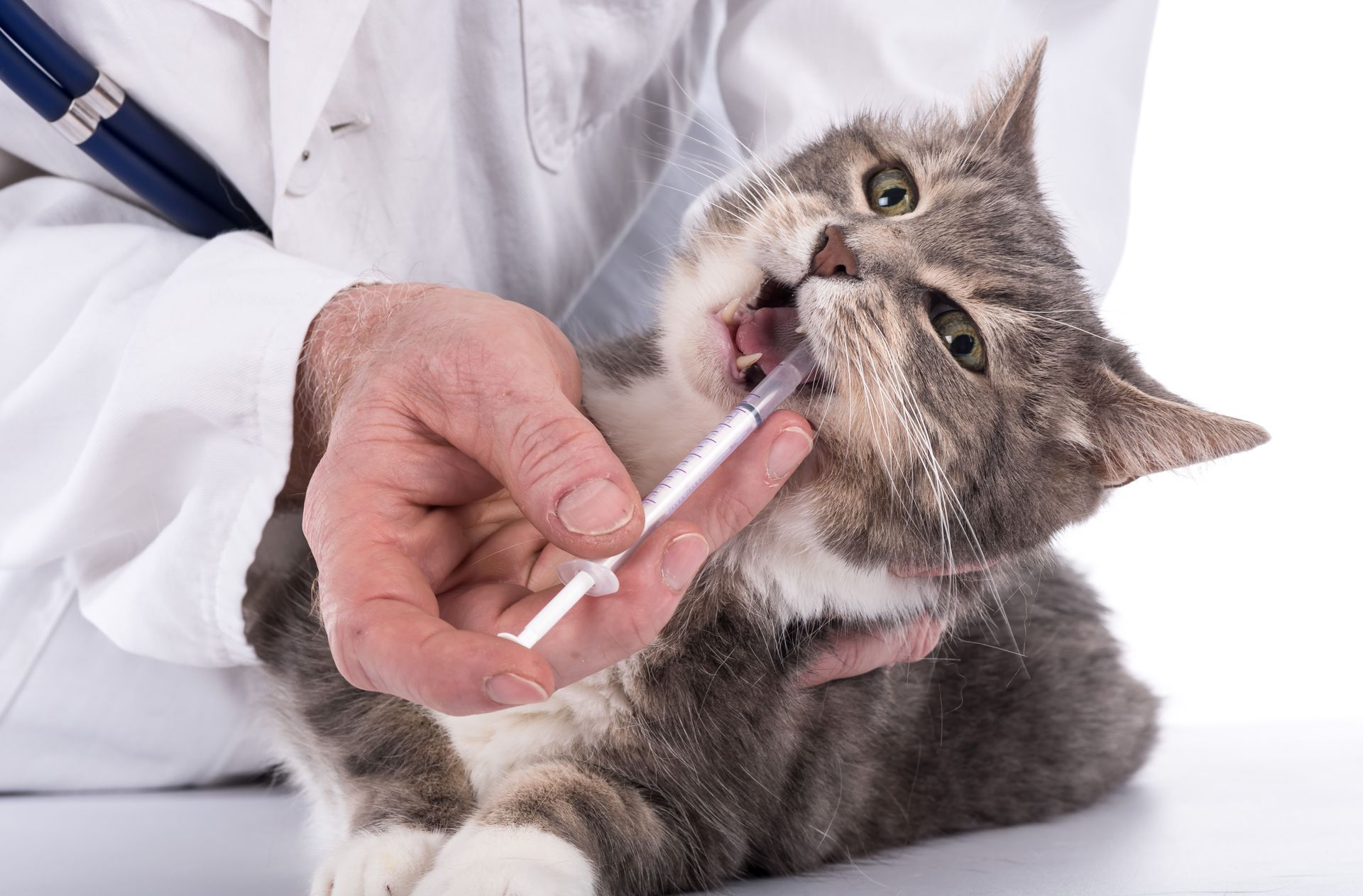 Veterinarian giving a gray tabby cat liquid medicine with a syringe