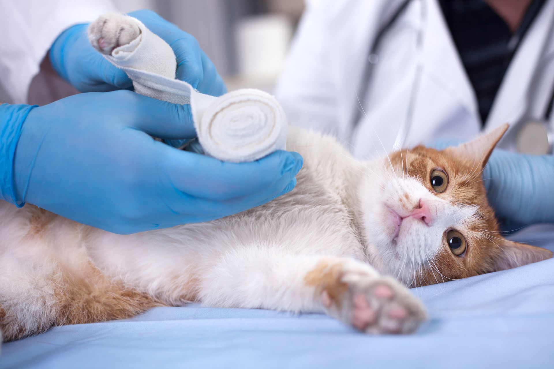 Veterinarian bandaging a cat’s paw on a exam table, with the cat lying calmly on its back. Veterinarian bandaging a cat’s paw on a exam table, with the cat lying calmly on its back.