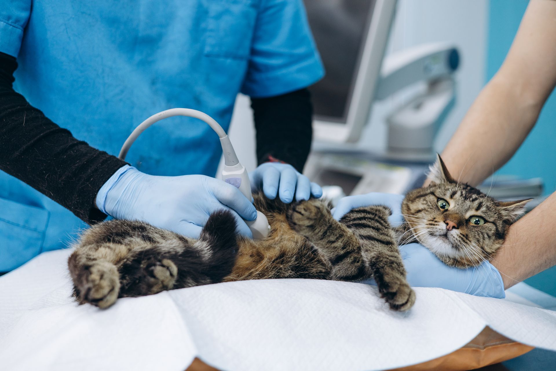 Tabby cat receiving veterinary care on a clinic examination table, with staff holding an ultrasound probe Tabby cat receiving veterinary care on a clinic examination table, with staff holding an ultrasound probe