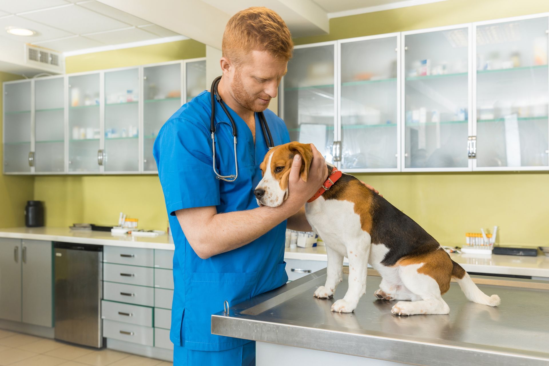 Veterinarian in blue scrubs examining a dog on a clinic exam table
