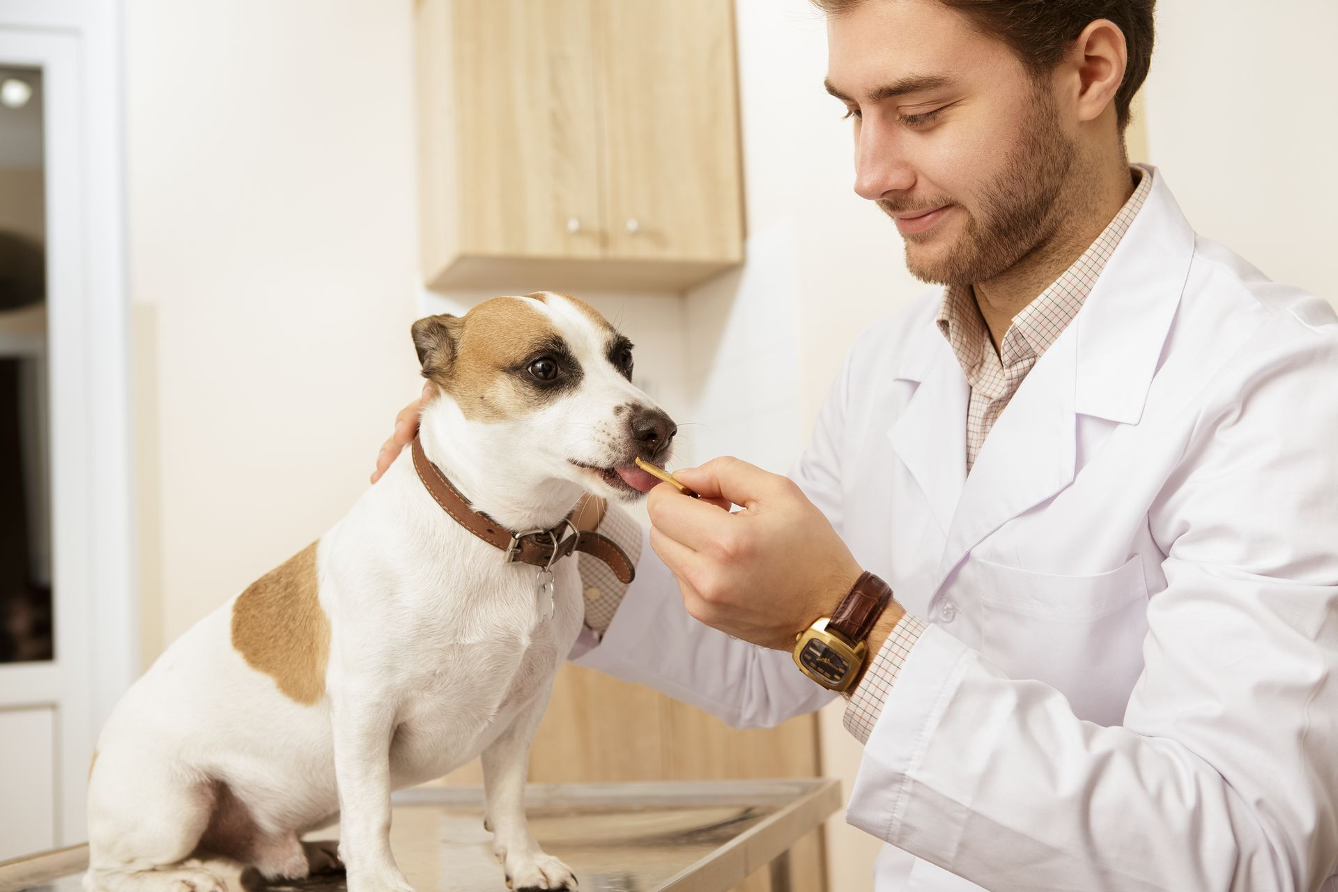 Veterinarian in white coat giving a treat to a small dog in a clinic Veterinarian in white coat giving a treat to a small dog in a clinic
