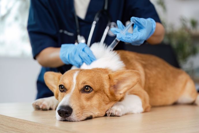 Veterinarian examining a brown-and-white dog on a table with gloved hands Veterinarian examining a brown-and-white dog on a table with gloved hands