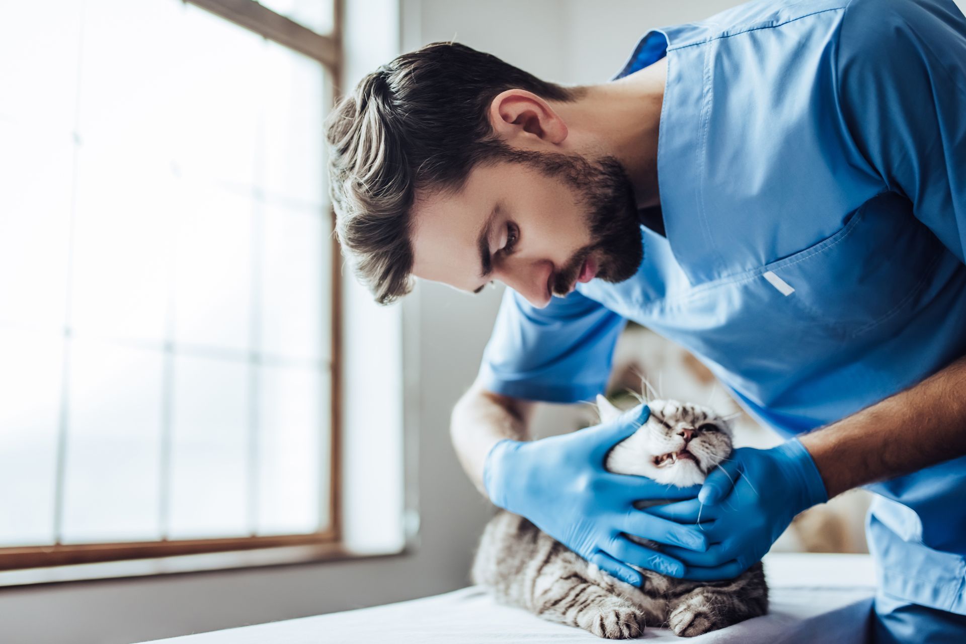 Veterinarian in blue scrubs gently examining a cat on a table by a window