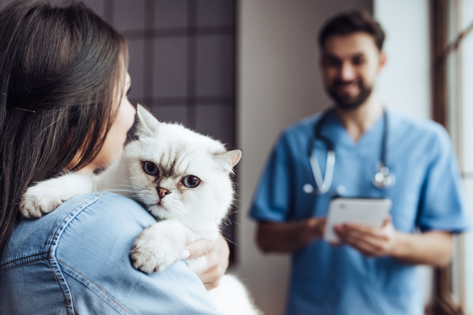 Woman holding white cat in veterinary clinic while smiling veterinarian stands nearby Woman holding white cat in veterinary clinic while smiling veterinarian stands nearby