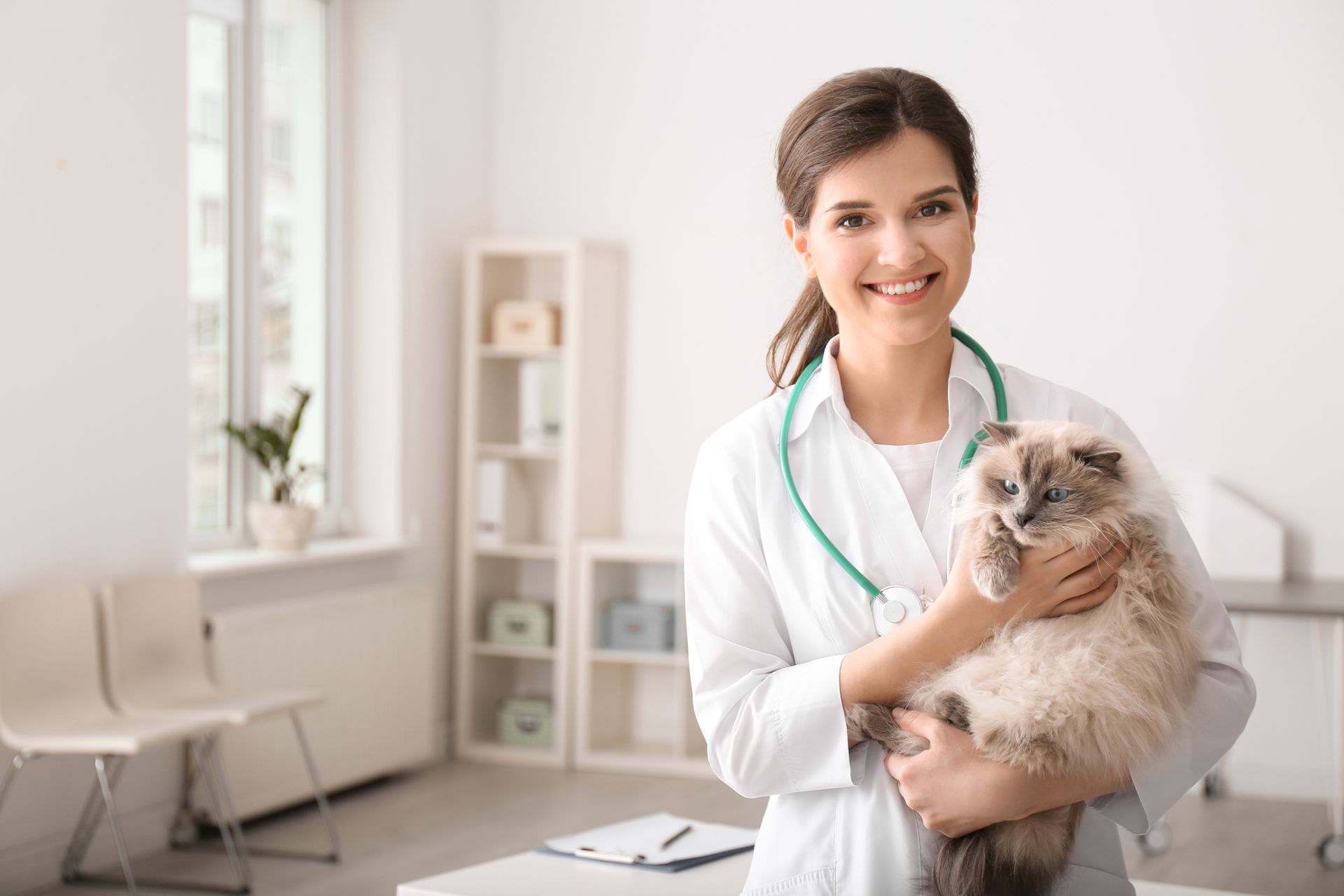 Veterinarian smiling and holding a fluffy cat in a bright clinic office
