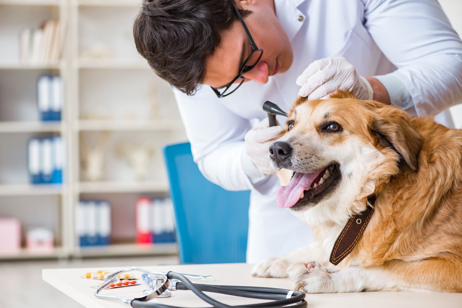 Veterinarian examining a happy dog in a clinic Veterinarian examining a happy dog in a clinic