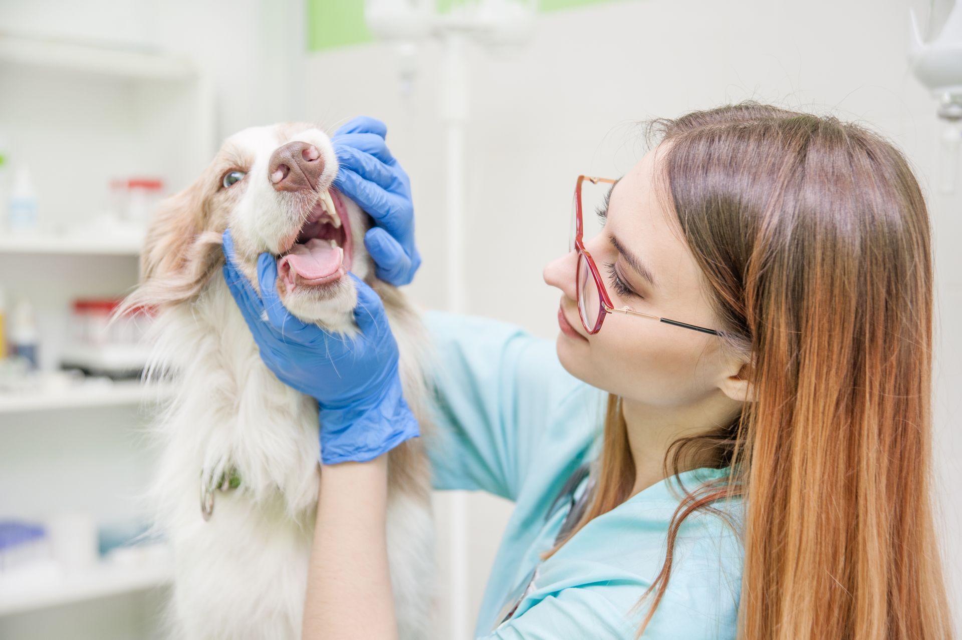 Veterinarian in blue gloves examining a small white dog in a clinic Veterinarian in blue gloves examining a small white dog in a clinic