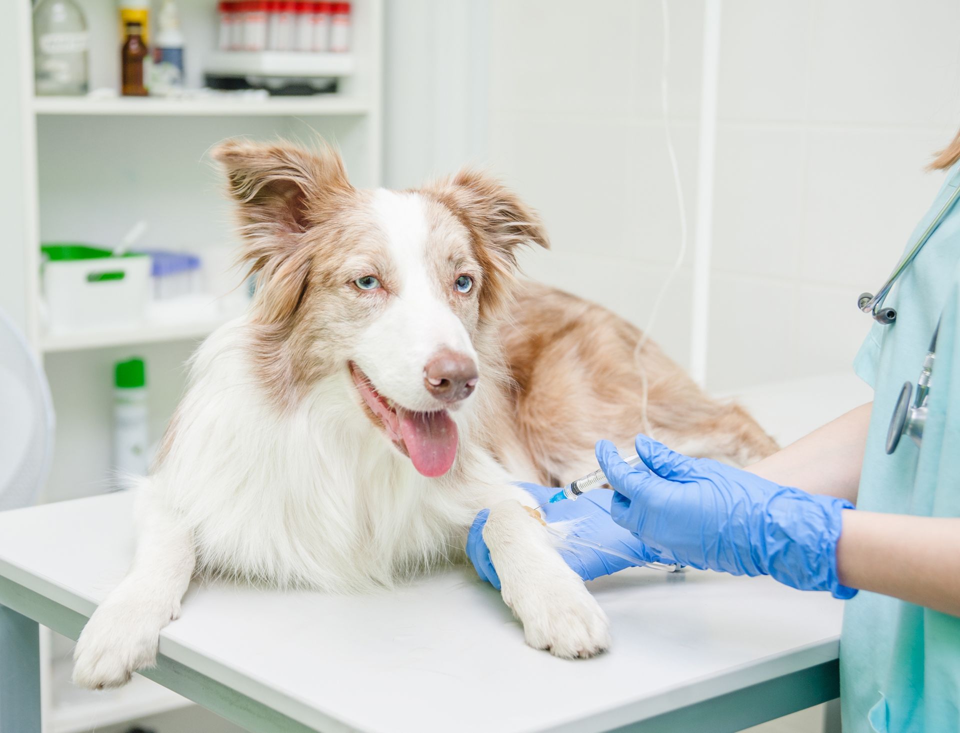 Veterinarian giving a dog a shot on a clinic exam table Veterinarian giving a dog a shot on a clinic exam table