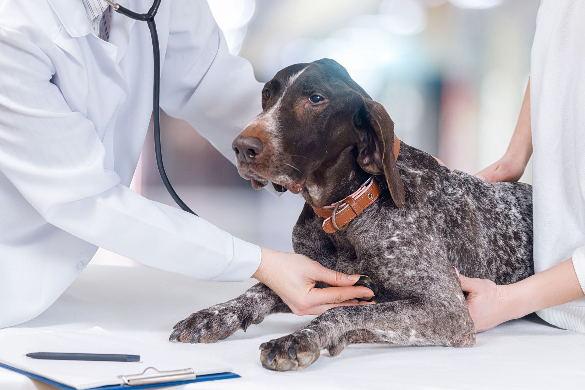 Veterinarian examining a brown and speckled dog on a clinic table Veterinarian examining a brown and speckled dog on a clinic table