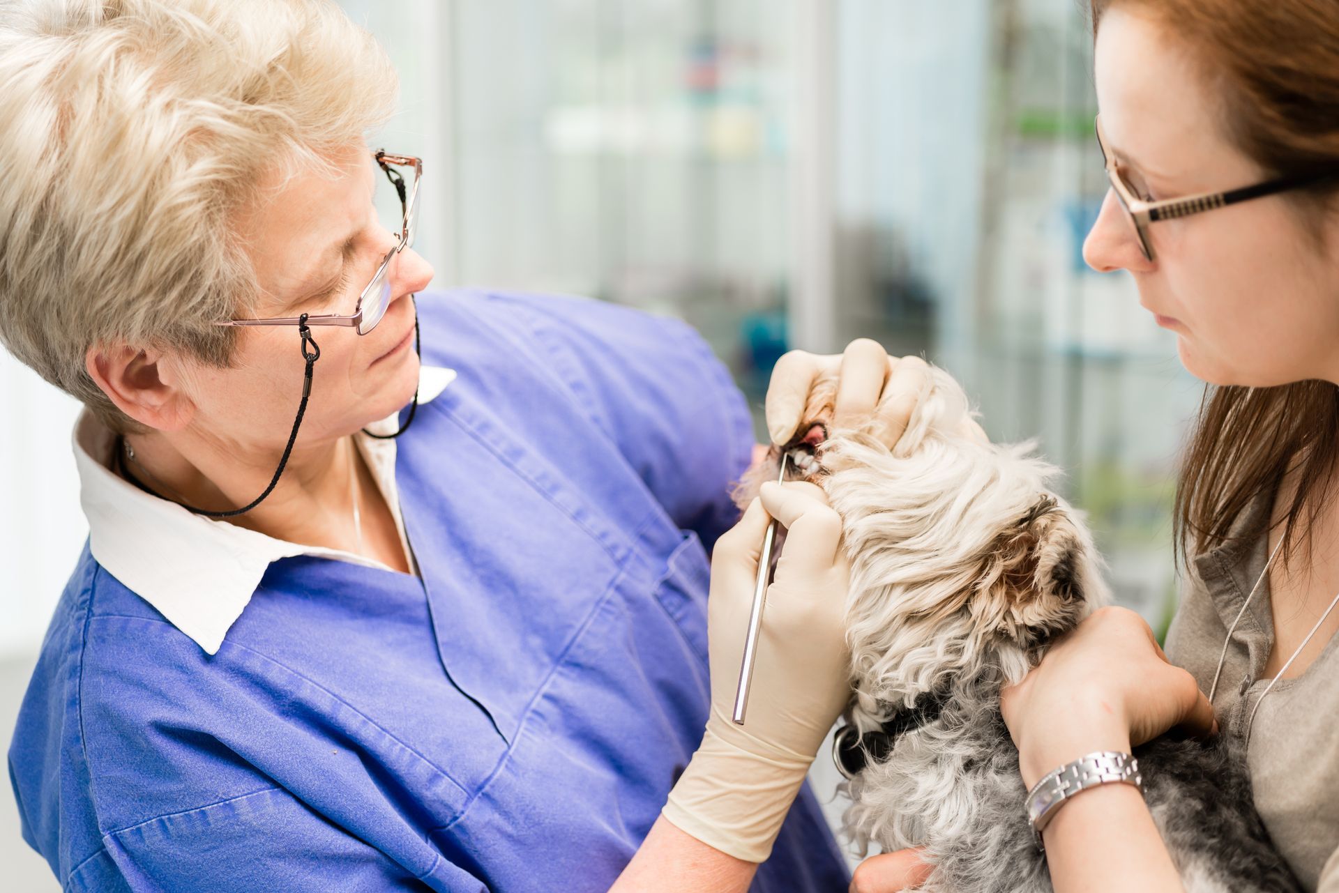Veterinarian examining a cat while a woman holds it during a pet checkup
