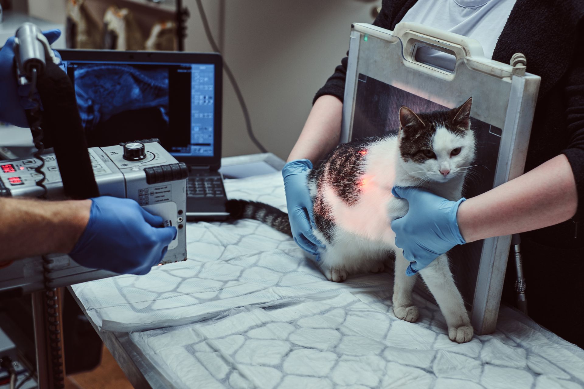 Veterinarian using a laser on a black-and-white cat on an exam table while another person steadies it Veterinarian using a laser on a black-and-white cat on an exam table while another person steadies it