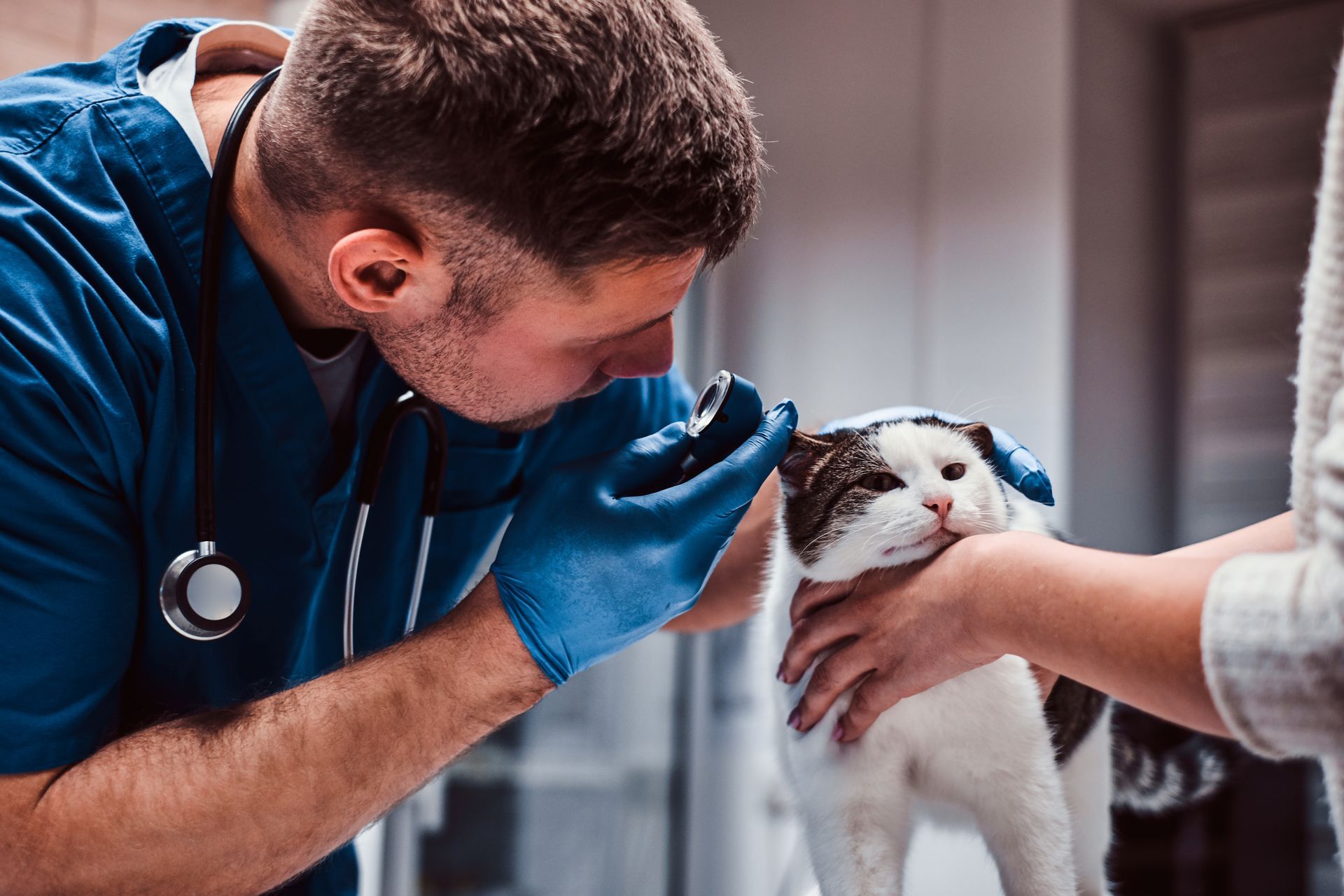 Veterinarian in blue gloves examines a small white dog while someone holds its head steady