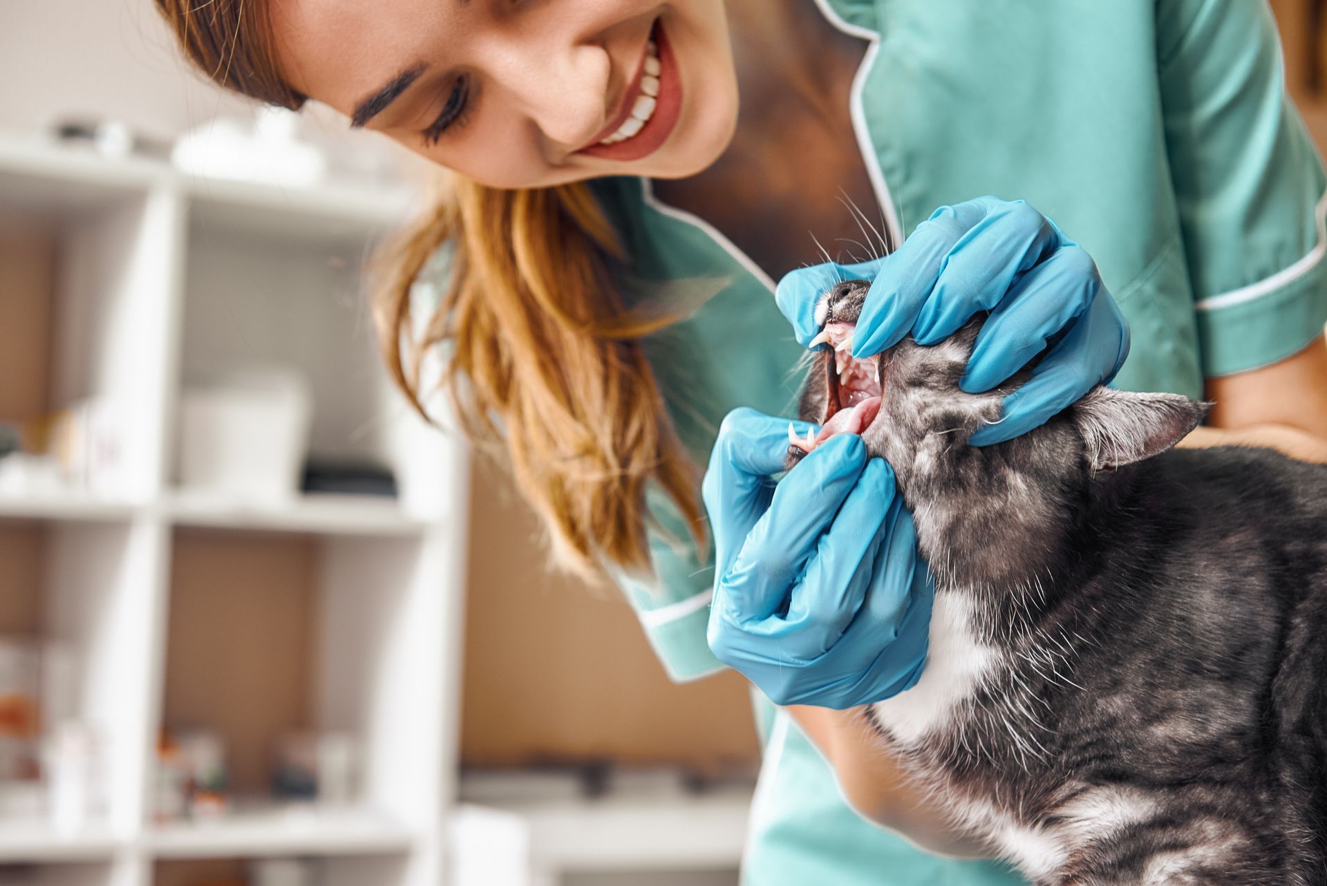 Veterinarian examining a small dog’s mouth while wearing blue gloves Veterinarian examining a small dog’s mouth while wearing blue gloves