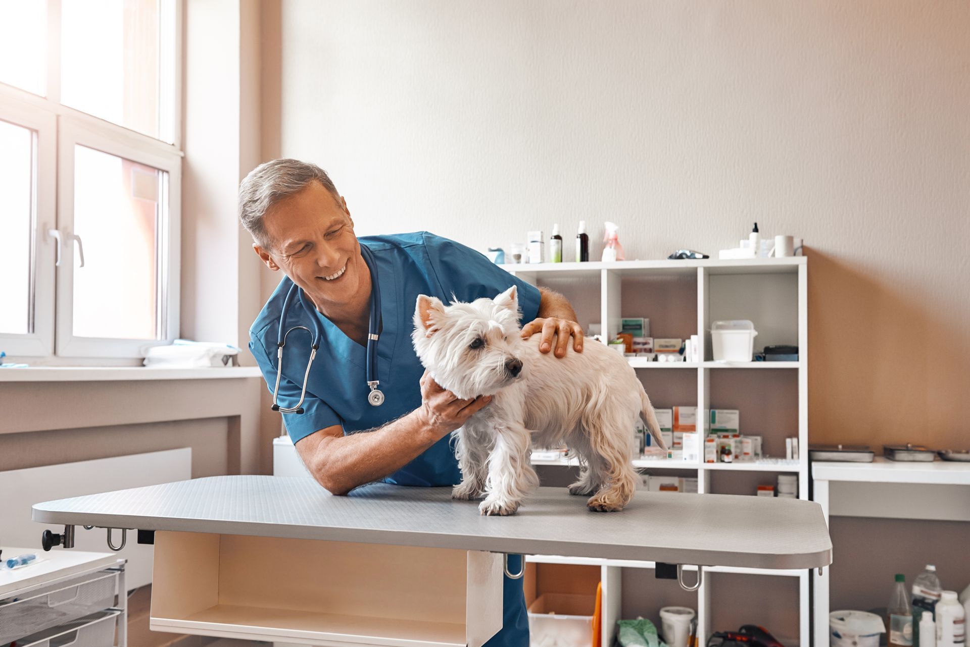 Veterinarian examining a small dog on a treatment table in a bright clinic room Veterinarian examining a small dog on a treatment table in a bright clinic room