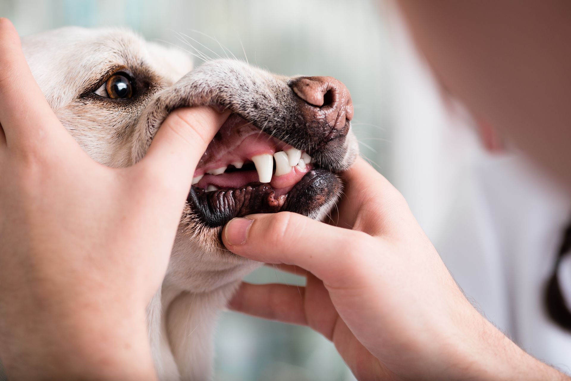 Dog being examined by a veterinarian, with hands lifting its lips to check its teeth.