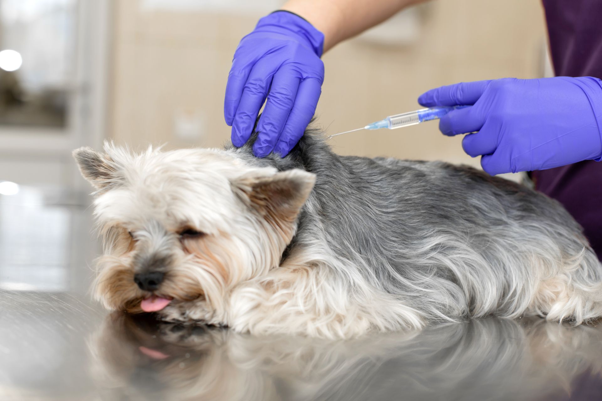 Small dog on a vet table while gloved hands give an injection Small dog on a vet table while gloved hands give an injection