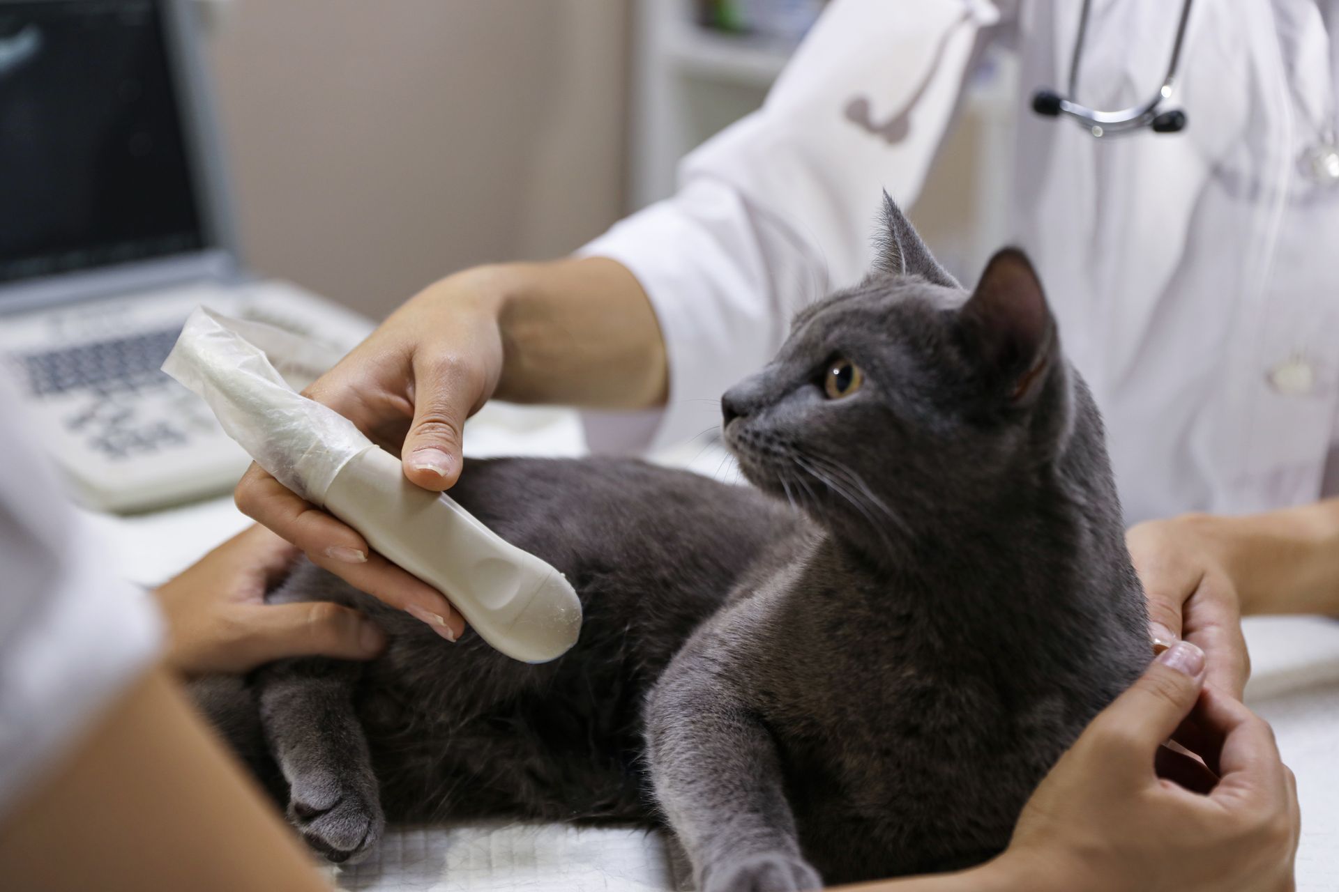 Veterinarian examining a gray cat with an ultrasound probe on a clinic table